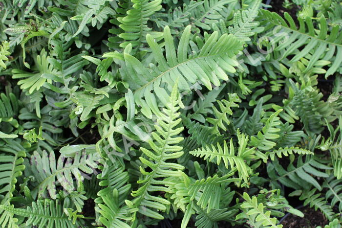 Osladič obecný - Polypodium vulgare