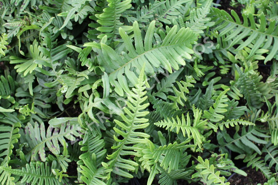 Osladič obecný - Polypodium vulgare