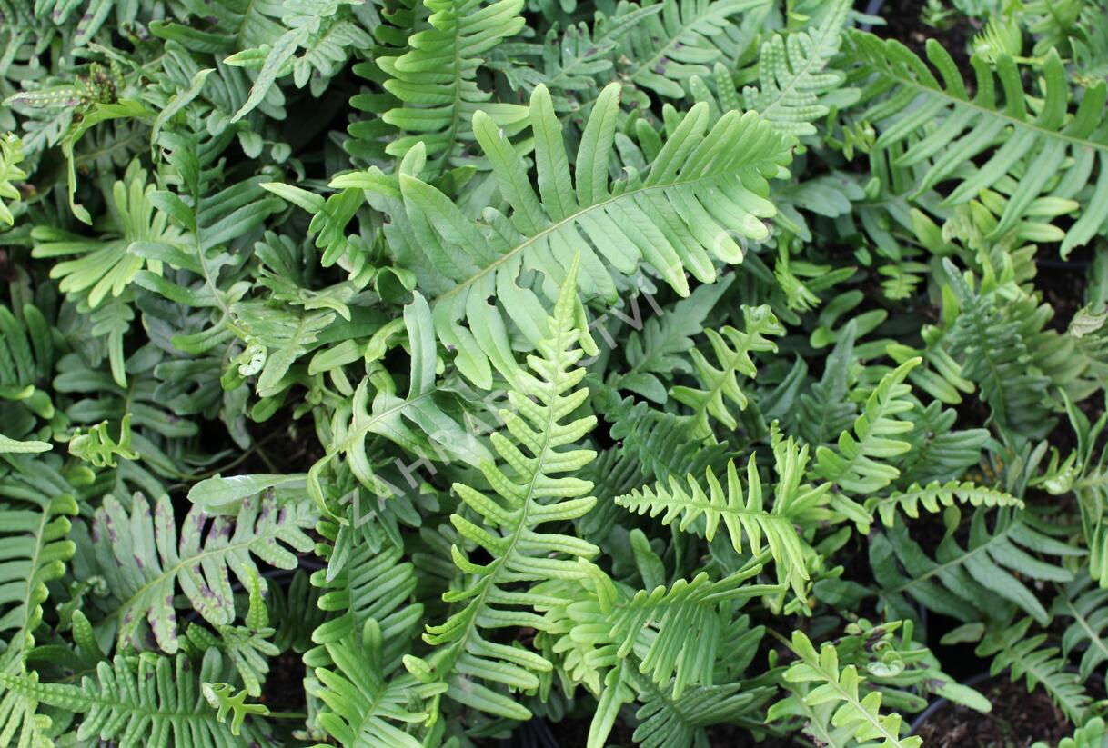 Osladič obecný - Polypodium vulgare