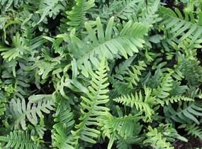 Osladič obecný - Polypodium vulgare