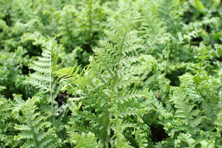 Kapraď rezavá 'Crispa Cristata' - Dryopteris affinis 'Crispa Cristata'