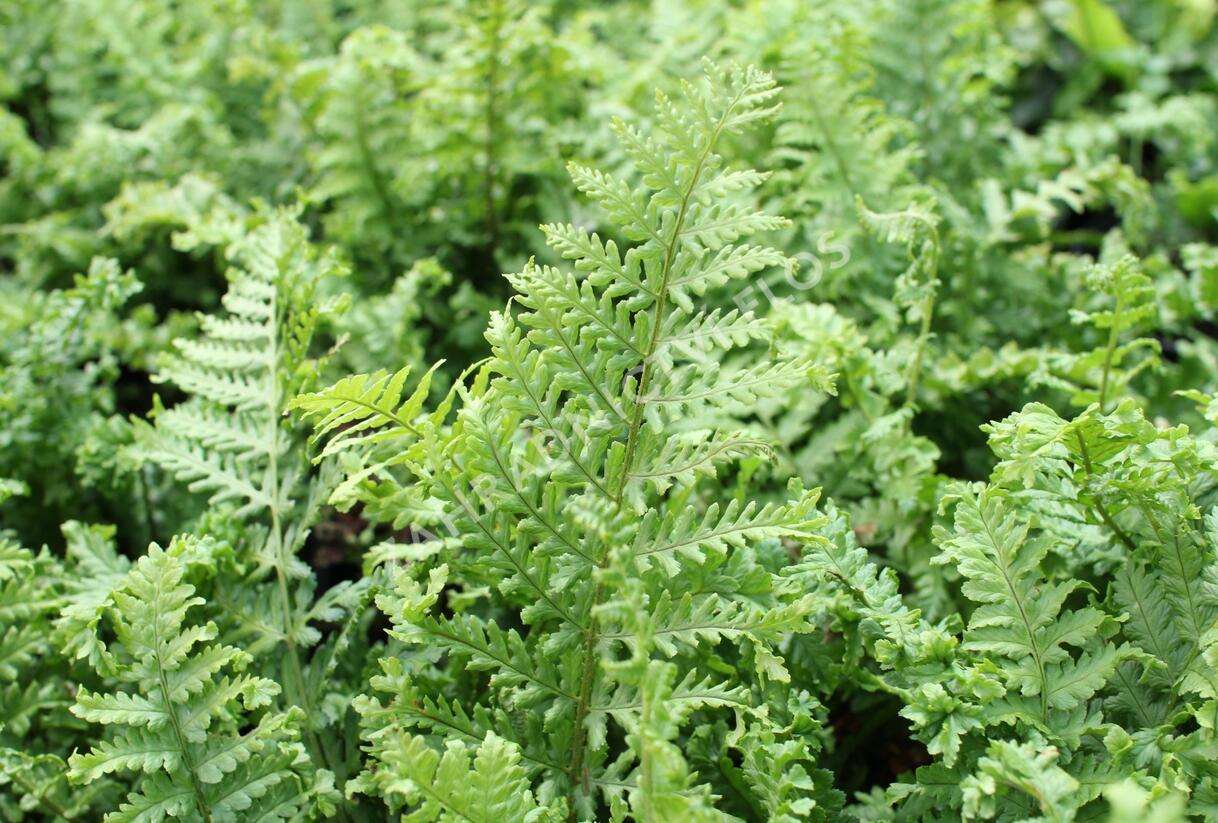 Kapraď rezavá 'Crispa Cristata' - Dryopteris affinis 'Crispa Cristata'