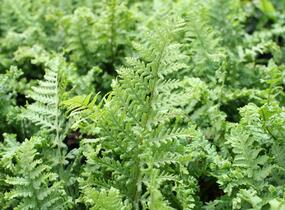 Kapraď rezavá 'Crispa Cristata' - Dryopteris affinis 'Crispa Cristata'