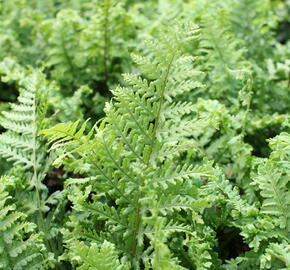 Kapraď rezavá 'Crispa Cristata' - Dryopteris affinis 'Crispa Cristata'