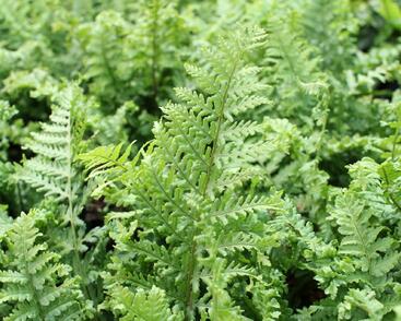 Kapraď rezavá 'Crispa Cristata'