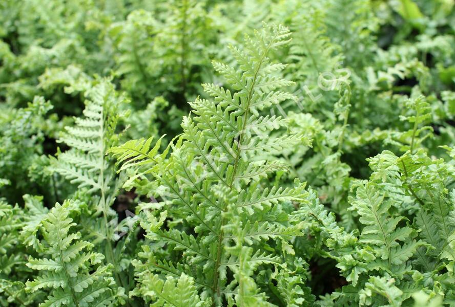Kapraď rezavá 'Crispa Cristata' - Dryopteris affinis 'Crispa Cristata'