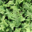 Kapraď rezavá 'Crispa Cristata' - Dryopteris affinis 'Crispa Cristata'