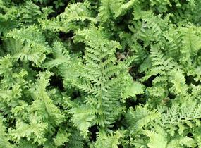 Kapraď rezavá 'Crispa Cristata' - Dryopteris affinis 'Crispa Cristata'