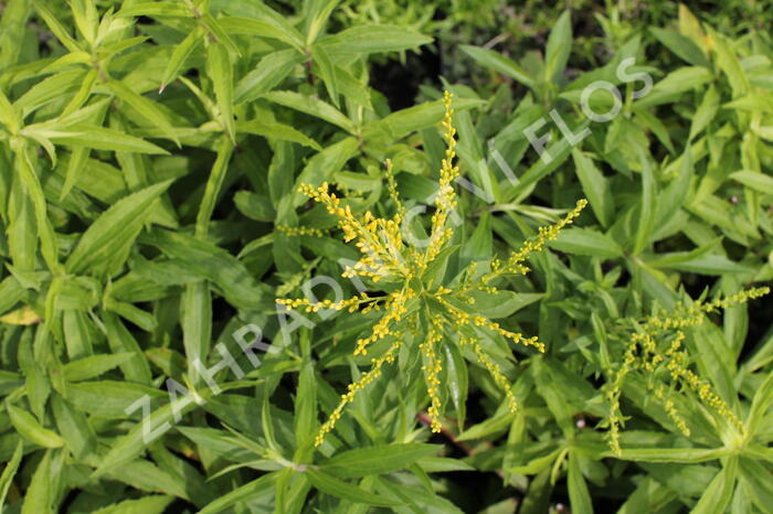 Zlatobýl 'Golden Dwarf' - Solidago 'Golden Dwarf'