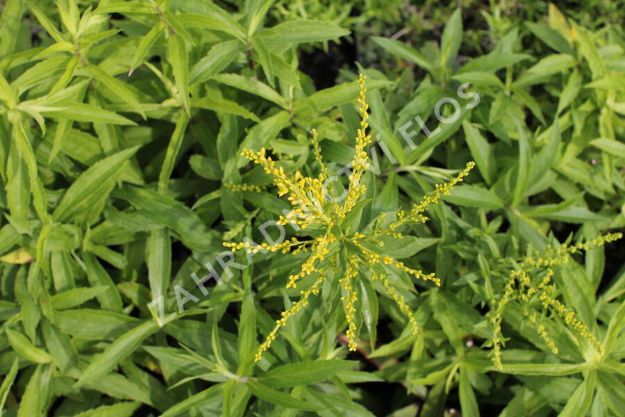 Zlatobýl 'Golden Dwarf' - Solidago 'Golden Dwarf'