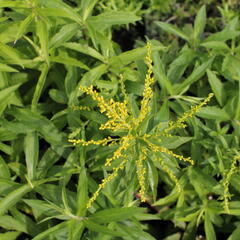 Zlatobýl 'Golden Dwarf' - Solidago 'Golden Dwarf'