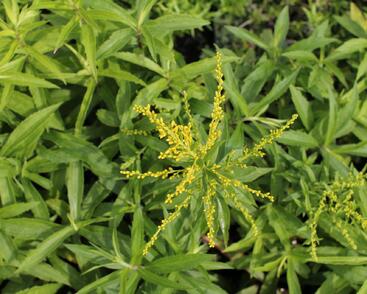 Zlatobýl 'Golden Dwarf'