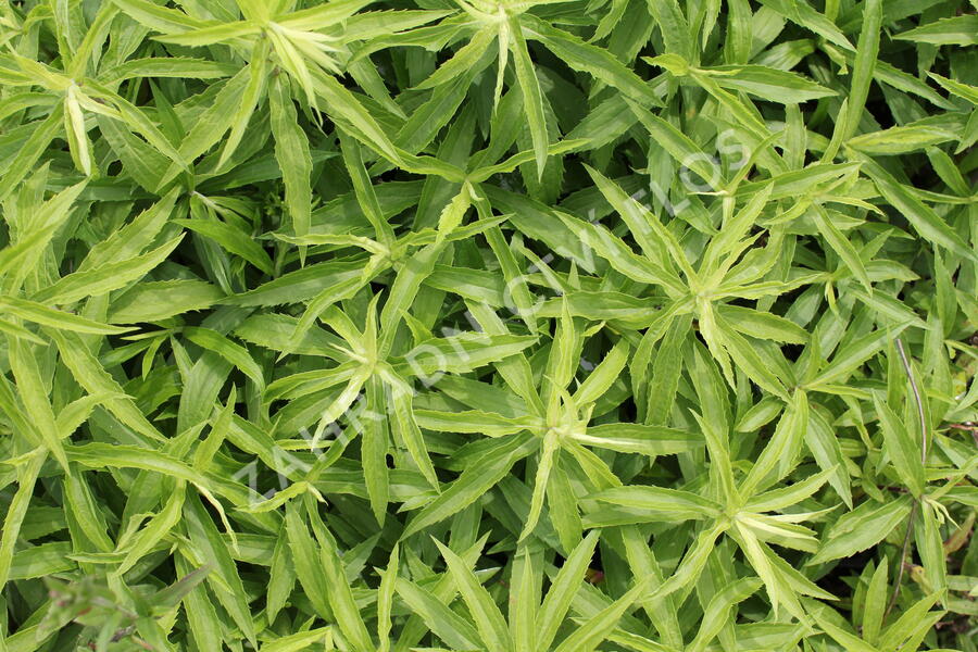 Zlatobýl 'Golden Dwarf' - Solidago 'Golden Dwarf'