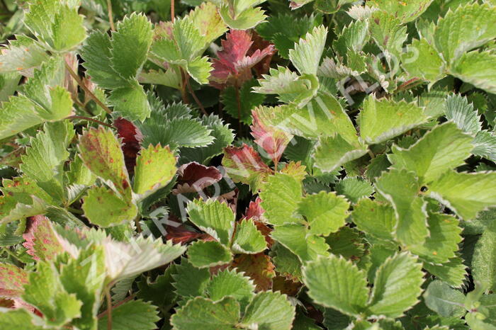 Mochna tmavočervená 'Rot' - Potentilla atrosanguinea 'Rot'