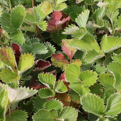 Mochna tmavočervená 'Rot' - Potentilla atrosanguinea 'Rot'