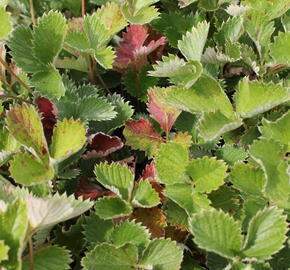 Mochna tmavočervená 'Rot' - Potentilla atrosanguinea 'Rot'