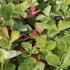 mochna-tmavocervena-rot.jpg