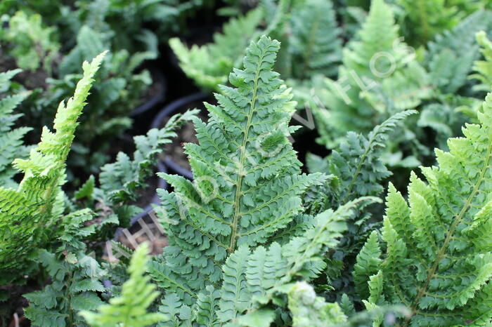 Kapradina štětinonosná 'Congestum' - Polystichum setiferum 'Congestum'