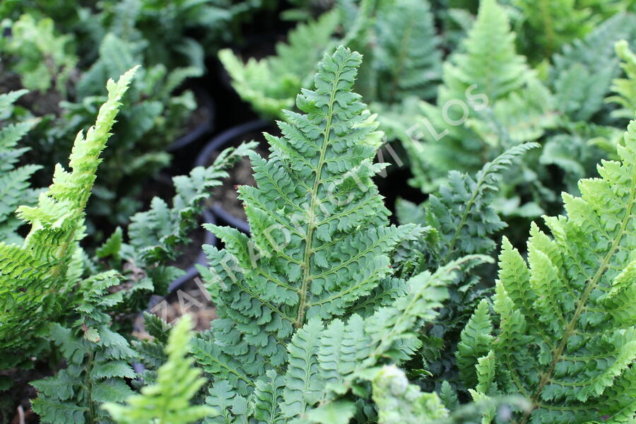 Kapradina štětinonosná 'Congestum' - Polystichum setiferum 'Congestum'