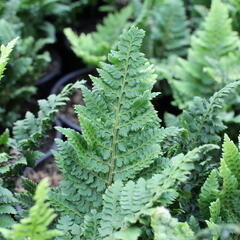 Kapradina štětinonosná 'Congestum' - Polystichum setiferum 'Congestum'