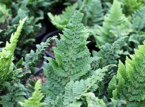 Kapradina štětinonosná 'Congestum' - Polystichum setiferum 'Congestum'