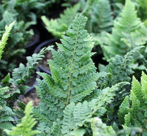 Kapradina štětinonosná 'Congestum' - Polystichum setiferum 'Congestum'