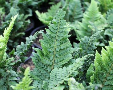 Kapradina štětinonosná 'Congestum'