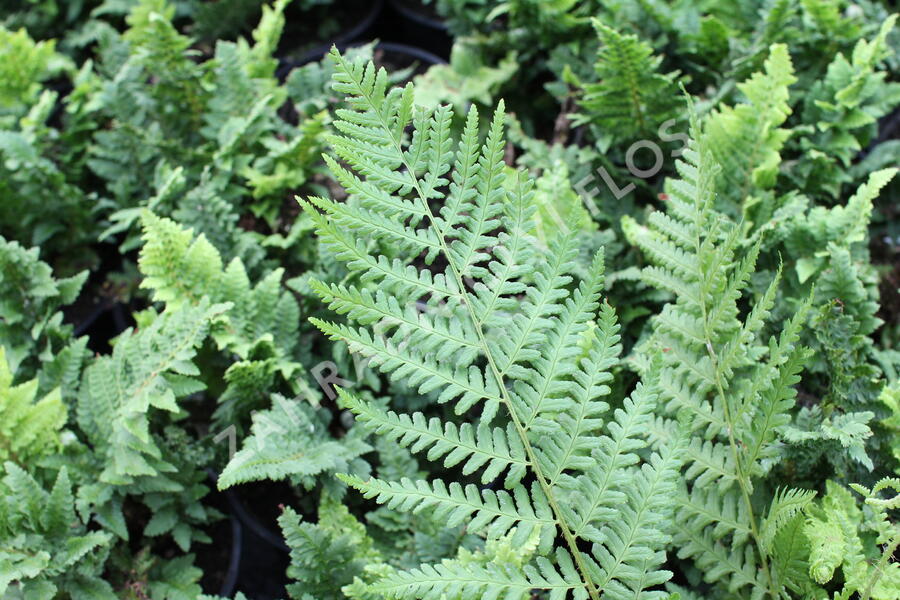 Kapradina štětinonosná 'Congestum' - Polystichum setiferum 'Congestum'