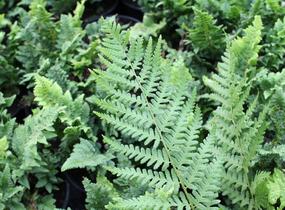 Kapradina štětinonosná 'Congestum' - Polystichum setiferum 'Congestum'