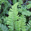 Kapradina japonská - Polystichum polyblepharum