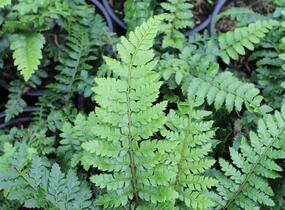 Kapradina japonská - Polystichum polyblepharum