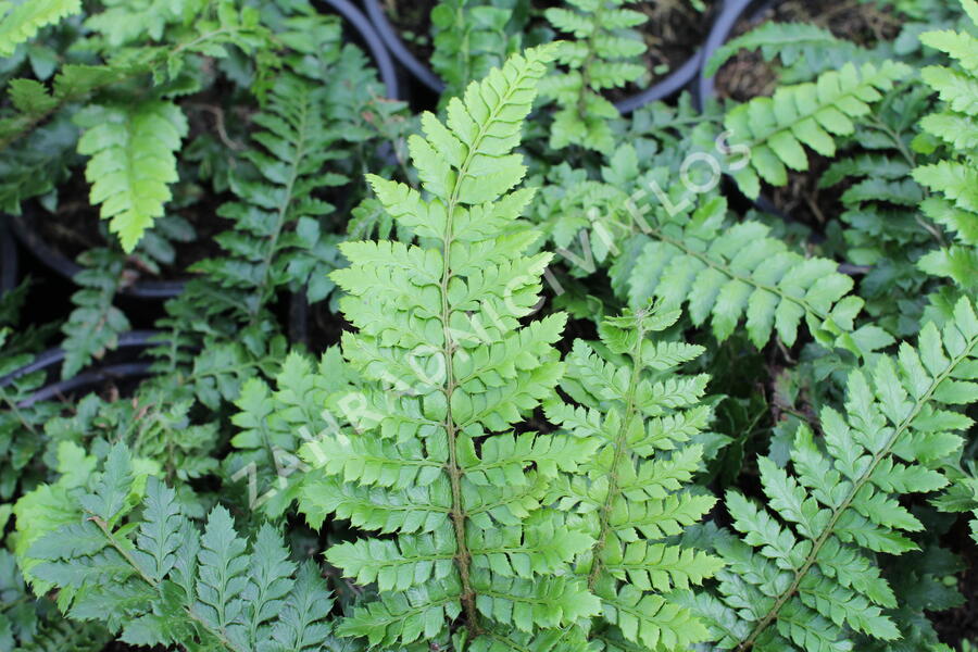 Kapradina japonská - Polystichum polyblepharum