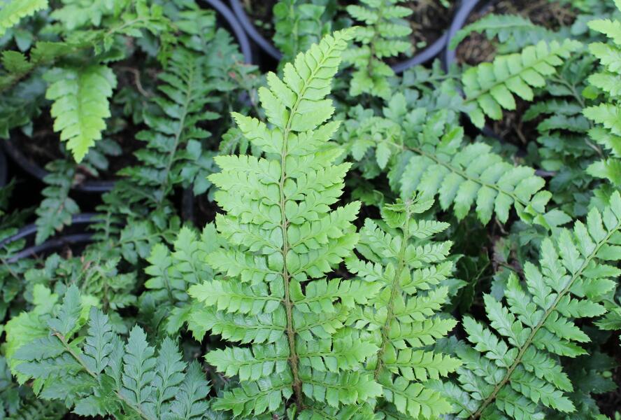 Kapradina japonská - Polystichum polyblepharum