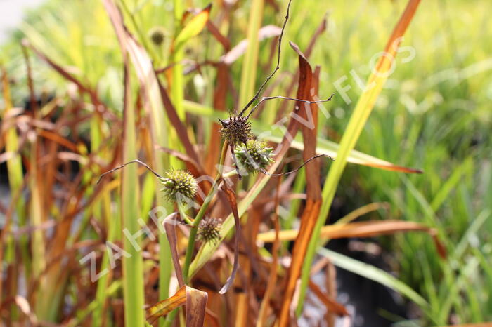 Zevar vzpřímený - Sparganium erectum