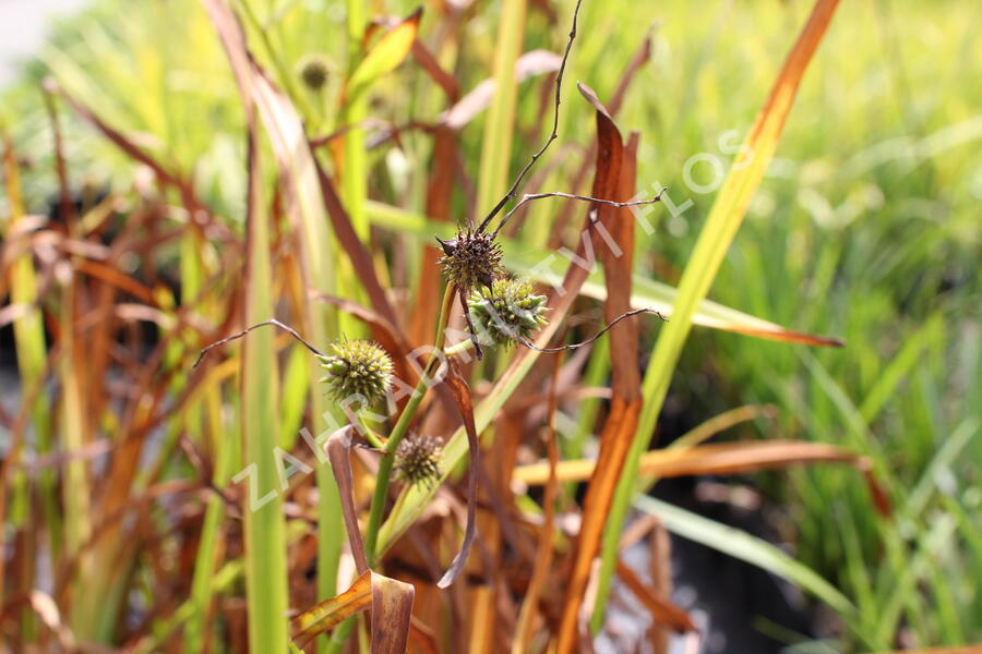 Zevar vzpřímený - Sparganium erectum