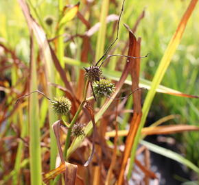 Zevar vzpřímený - Sparganium erectum