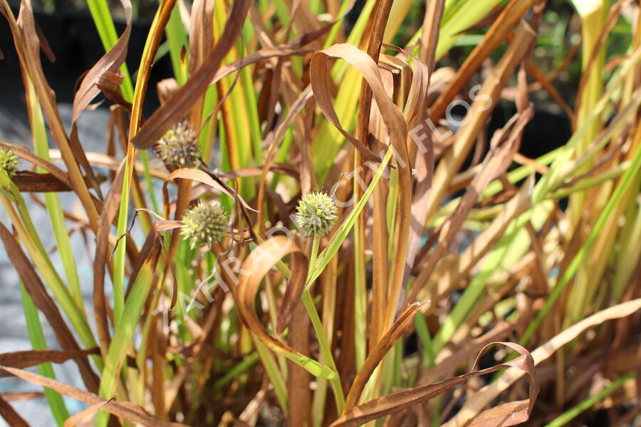 Zevar vzpřímený - Sparganium erectum