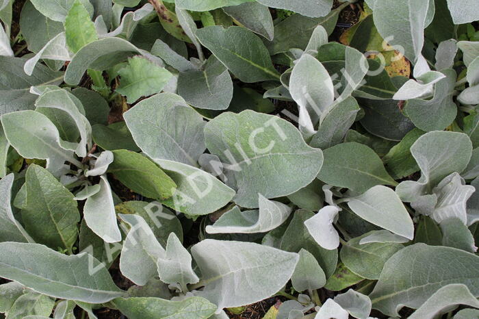 Divizna hedvábná - Verbascum bombyciferum