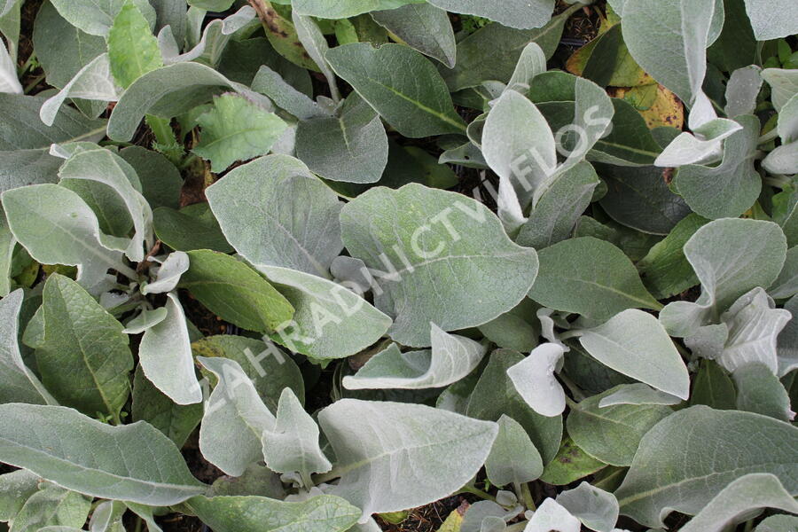 Divizna hedvábná - Verbascum bombyciferum