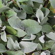 Divizna - Verbascum bombyciferum