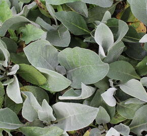 Divizna hedvábná - Verbascum bombyciferum