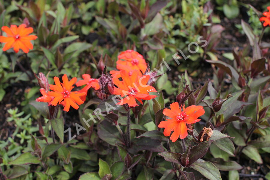 Kohoutek 'Vesuvius' - Lychnis arkwrightii 'Vesuvius'