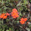 Kohoutek 'Vesuvius' - Lychnis arkwrightii 'Vesuvius'