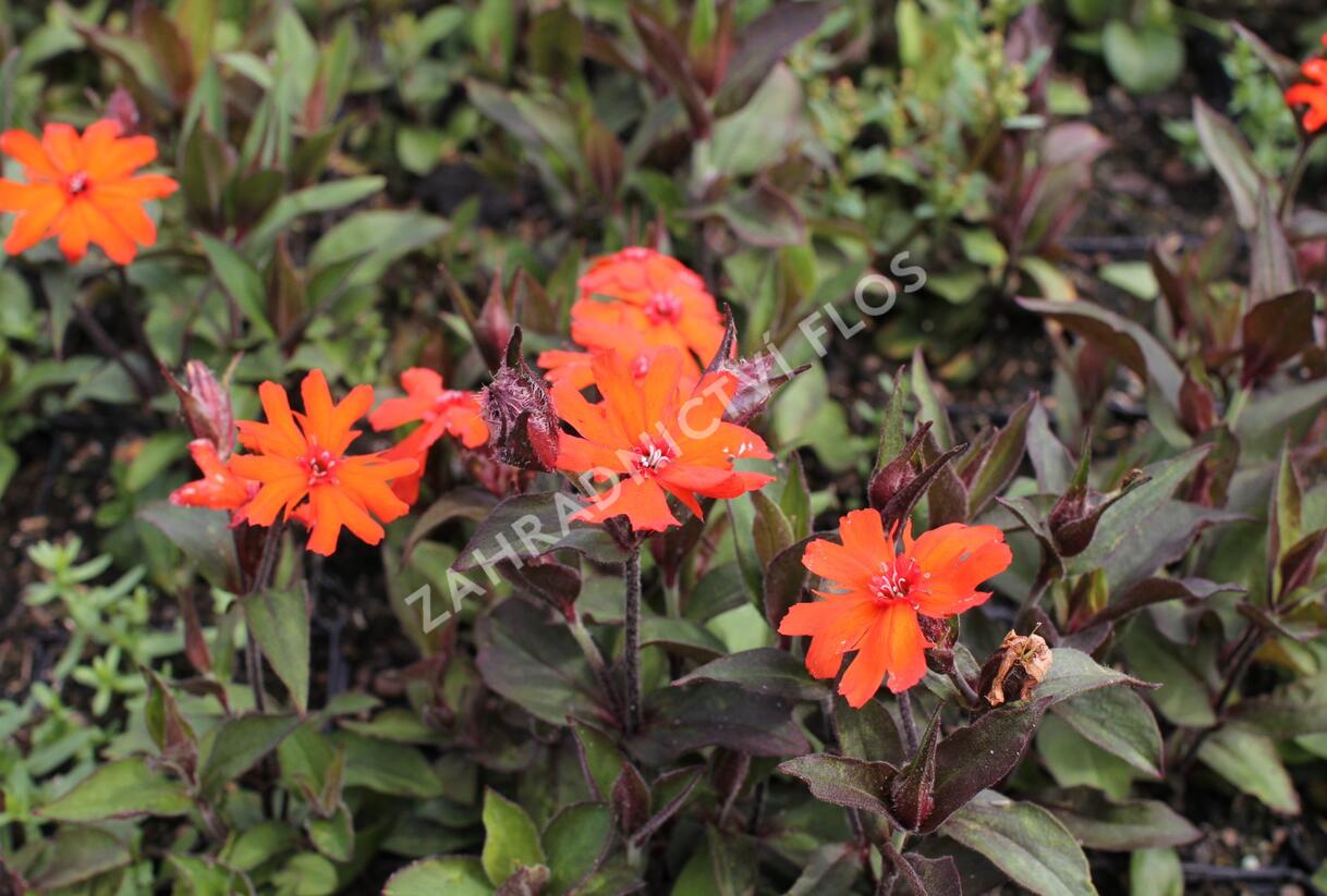 Kohoutek 'Vesuvius' - Lychnis arkwrightii 'Vesuvius'
