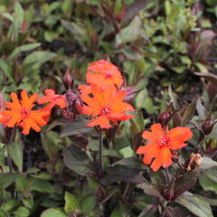 Kohoutek 'Vesuvius' - Lychnis arkwrightii 'Vesuvius'