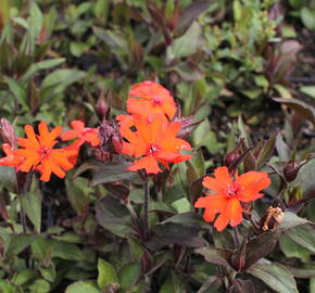 Kohoutek 'Vesuvius' - Lychnis arkwrightii 'Vesuvius'