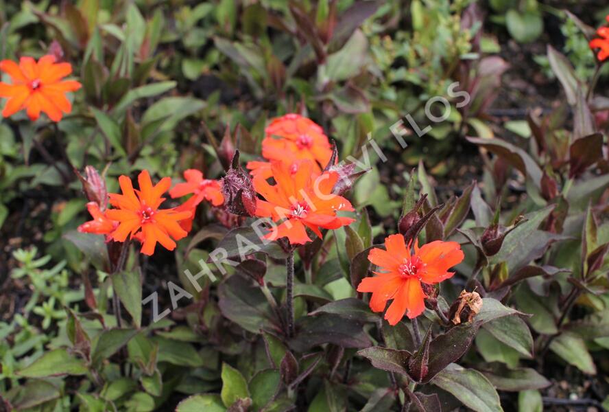 Kohoutek 'Vesuvius' - Lychnis arkwrightii 'Vesuvius'