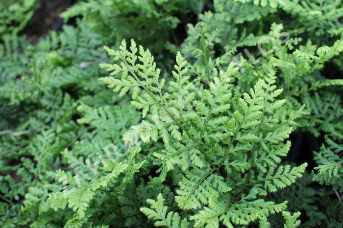 Kapraď 'Crispa Whiteside' - Dryopteris austriaca 'Crispa Whiteside'