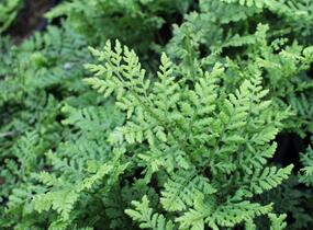 Kapraď 'Crispa Whiteside' - Dryopteris austriaca 'Crispa Whiteside'