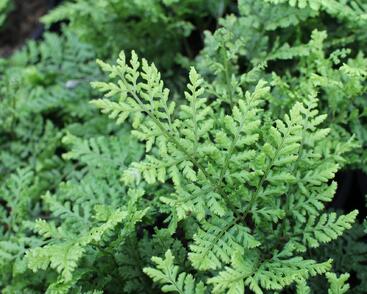 Kapraď 'Crispa Whiteside'